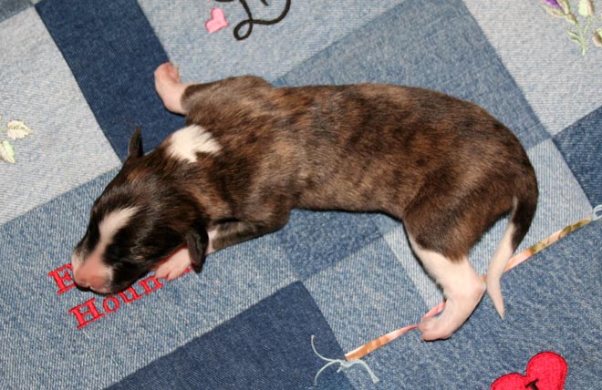 Puppy 5 - Irish Marked Girl Crawl